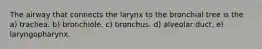 The airway that connects the larynx to the bronchial tree is the a) trachea. b) bronchiole. c) bronchus. d) alveolar duct. e) laryngopharynx.