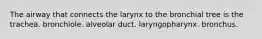 The airway that connects the larynx to the bronchial tree is the trachea. bronchiole. alveolar duct. laryngopharynx. bronchus.