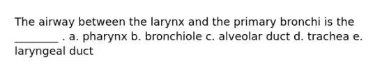 The airway between the larynx and the primary bronchi is the ________ . a. pharynx b. bronchiole c. alveolar duct d. trachea e. laryngeal duct