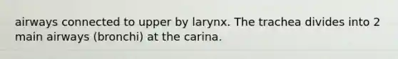 airways connected to upper by larynx. The trachea divides into 2 main airways (bronchi) at the carina.