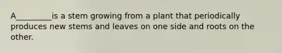 A_________is a stem growing from a plant that periodically produces new stems and leaves on one side and roots on the other.