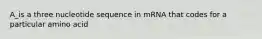 A_is a three nucleotide sequence in mRNA that codes for a particular amino acid