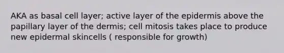 AKA as basal cell layer; active layer of the epidermis above the papillary layer of the dermis; cell mitosis takes place to produce new epidermal skincells ( responsible for growth)