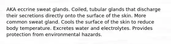 AKA eccrine sweat glands. Coiled, tubular glands that discharge their secretions directly onto the surface of the skin. More common sweat gland. Cools the surface of the skin to reduce body temperature. Excretes water and electrolytes. Provides protection from environmental hazards.