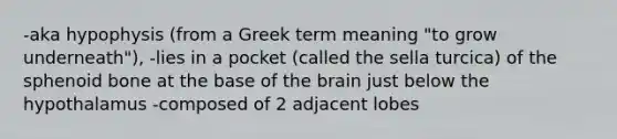 -aka hypophysis (from a Greek term meaning "to grow underneath"), -lies in a pocket (called the sella turcica) of the sphenoid bone at the base of the brain just below the hypothalamus -composed of 2 adjacent lobes