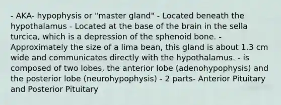 - AKA- hypophysis or "master gland" - Located beneath the hypothalamus - Located at the base of the brain in the sella turcica, which is a depression of the sphenoid bone. - Approximately the size of a lima bean, this gland is about 1.3 cm wide and communicates directly with the hypothalamus. - is composed of two lobes, the anterior lobe (adenohypophysis) and the posterior lobe (neurohypophysis) - 2 parts- Anterior Pituitary and Posterior Pituitary