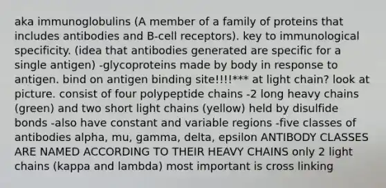 aka immunoglobulins (A member of a family of proteins that includes antibodies and B-cell receptors). key to immunological specificity. (idea that antibodies generated are specific for a single antigen) -glycoproteins made by body in response to antigen. bind on antigen binding site!!!!*** at light chain? look at picture. consist of four polypeptide chains -2 long heavy chains (green) and two short light chains (yellow) held by disulfide bonds -also have constant and variable regions -five classes of antibodies alpha, mu, gamma, delta, epsilon ANTIBODY CLASSES ARE NAMED ACCORDING TO THEIR HEAVY CHAINS only 2 light chains (kappa and lambda) most important is cross linking