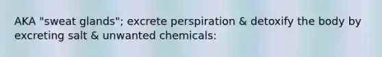 AKA "sweat glands"; excrete perspiration & detoxify the body by excreting salt & unwanted chemicals: