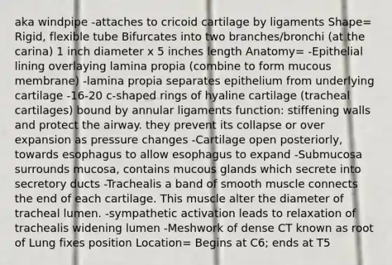 aka windpipe -attaches to cricoid cartilage by ligaments Shape= Rigid, flexible tube Bifurcates into two branches/bronchi (at the carina) 1 inch diameter x 5 inches length Anatomy= -Epithelial lining overlaying lamina propia (combine to form mucous membrane) -lamina propia separates epithelium from underlying cartilage -16-20 c-shaped rings of hyaline cartilage (tracheal cartilages) bound by annular ligaments function: stiffening walls and protect the airway. they prevent its collapse or over expansion as pressure changes -Cartilage open posteriorly, towards esophagus to allow esophagus to expand -Submucosa surrounds mucosa, contains mucous glands which secrete into secretory ducts -Trachealis a band of smooth muscle connects the end of each cartilage. This muscle alter the diameter of tracheal lumen. -sympathetic activation leads to relaxation of trachealis widening lumen -Meshwork of dense CT known as root of Lung fixes position Location= Begins at C6; ends at T5