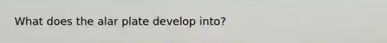 What does the alar plate develop into?