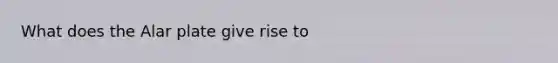 What does the Alar plate give rise to