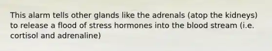 This alarm tells other glands like the adrenals (atop the kidneys) to release a flood of stress hormones into the blood stream (i.e. cortisol and adrenaline)