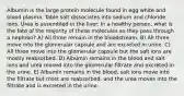 Albumin is the large protein molecule found in egg white and blood plasma. Table salt dissociates into sodium and chloride ions. Urea is assembled in the liver. In a healthy person, what is the fate of the majority of these molecules as they pass through a nephron? A) All three remain in the bloodstream. B) All three move into the glomerular capsule and are excreted in urine. C) All three move into the glomerular capsule but the salt ions are mostly reabsorbed. D) Albumin remains in the blood and salt ions and urea moved into the glomerular filtrate and excreted in the urine. E) Albumin remains in the blood, salt ions move into the filtrate but most are reabsorbed, and the urea moves into the filtrate and is excreted in the urine.