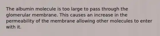 The albumin molecule is too large to pass through the glomerular membrane. This causes an increase in the permeability of the membrane allowing other molecules to enter with it.