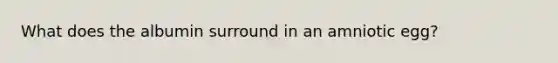 What does the albumin surround in an amniotic egg?