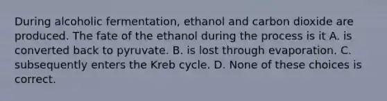 During alcoholic fermentation, ethanol and carbon dioxide are produced. The fate of the ethanol during the process is it A. is converted back to pyruvate. B. is lost through evaporation. C. subsequently enters the Kreb cycle. D. None of these choices is correct.