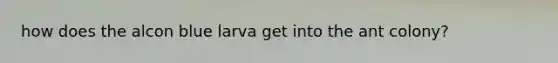 how does the alcon blue larva get into the ant colony?