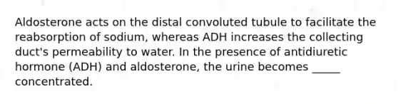 Aldosterone acts on the distal convoluted tubule to facilitate the reabsorption of sodium, whereas ADH increases the collecting duct's permeability to water. In the presence of antidiuretic hormone (ADH) and aldosterone, the urine becomes _____ concentrated.