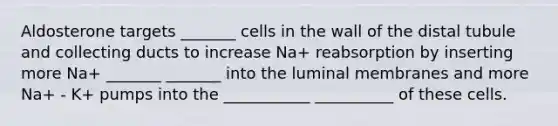 Aldosterone targets _______ cells in the wall of the distal tubule and collecting ducts to increase Na+ reabsorption by inserting more Na+ _______ _______ into the luminal membranes and more Na+ - K+ pumps into the ___________ __________ of these cells.