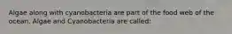 Algae along with cyanobacteria are part of the food web of the ocean. Algae and Cyanobacteria are called: