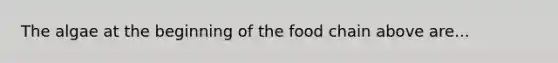 The algae at the beginning of the food chain above are...