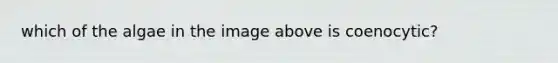 which of the algae in the image above is coenocytic?
