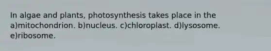 In algae and plants, photosynthesis takes place in the a)mitochondrion. b)nucleus. c)chloroplast. d)lysosome. e)ribosome.