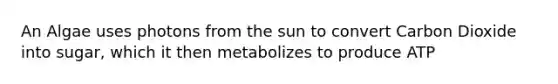 An Algae uses photons from the sun to convert Carbon Dioxide into sugar, which it then metabolizes to produce ATP