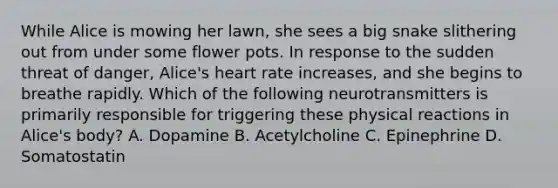 While Alice is mowing her lawn, she sees a big snake slithering out from under some flower pots. In response to the sudden threat of danger, Alice's heart rate increases, and she begins to breathe rapidly. Which of the following neurotransmitters is primarily responsible for triggering these physical reactions in Alice's body? A. Dopamine B. Acetylcholine C. Epinephrine D. Somatostatin