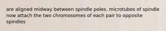 are aligned midway between spindle poles. microtubes of spindle now attach the two chromosomes of each pair to opposite spindles