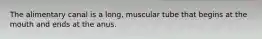 The alimentary canal is a long, muscular tube that begins at the mouth and ends at the anus.