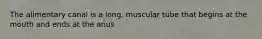 The alimentary canal is a long, muscular tube that begins at the mouth and ends at the anus