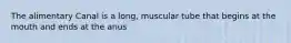 The alimentary Canal is a long, muscular tube that begins at the mouth and ends at the anus