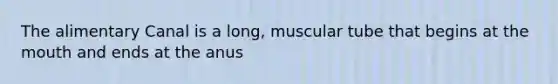The alimentary Canal is a long, muscular tube that begins at the mouth and ends at the anus