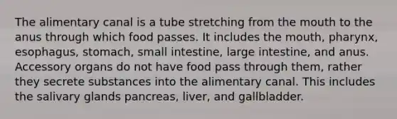 The alimentary canal is a tube stretching from the mouth to the anus through which food passes. It includes the mouth, pharynx, esophagus, stomach, small intestine, large intestine, and anus. Accessory organs do not have food pass through them, rather they secrete substances into the alimentary canal. This includes the salivary glands pancreas, liver, and gallbladder.