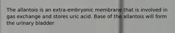 The allantois is an extra-embryonic membrane that is involved in gas exchange and stores uric acid. Base of the allantois will form the urinary bladder