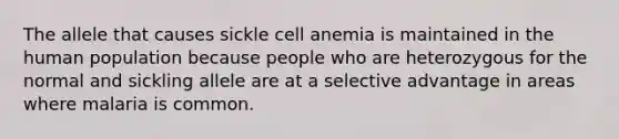 The allele that causes sickle cell anemia is maintained in the human population because people who are heterozygous for the normal and sickling allele are at a selective advantage in areas where malaria is common.