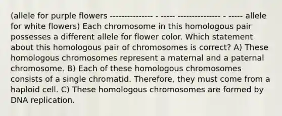 (allele for purple flowers --------------- - ----- --------------- - ----- allele for white flowers) Each chromosome in this homologous pair possesses a different allele for flower color. Which statement about this homologous pair of chromosomes is correct? A) These homologous chromosomes represent a maternal and a paternal chromosome. B) Each of these homologous chromosomes consists of a single chromatid. Therefore, they must come from a haploid cell. C) These homologous chromosomes are formed by DNA replication.