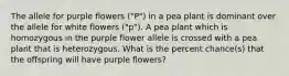 The allele for purple flowers ("P") in a pea plant is dominant over the allele for white flowers ("p"). A pea plant which is homozygous in the purple flower allele is crossed with a pea plant that is heterozygous. What is the percent chance(s) that the offspring will have purple flowers?