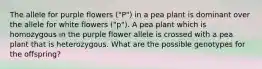 The allele for purple flowers ("P") in a pea plant is dominant over the allele for white flowers ("p"). A pea plant which is homozygous in the purple flower allele is crossed with a pea plant that is heterozygous. What are the possible genotypes for the offspring?