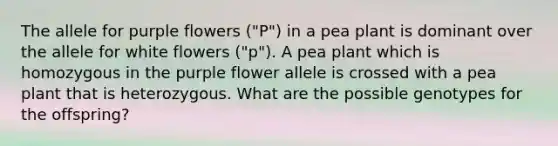 The allele for purple flowers ("P") in a pea plant is dominant over the allele for white flowers ("p"). A pea plant which is homozygous in the purple flower allele is crossed with a pea plant that is heterozygous. What are the possible genotypes for the offspring?