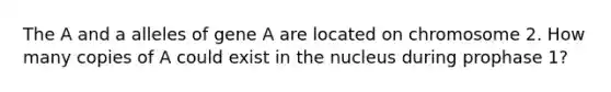 The A and a alleles of gene A are located on chromosome 2. How many copies of A could exist in the nucleus during prophase 1?