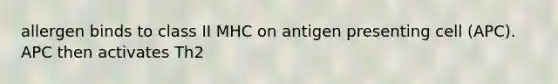 allergen binds to class II MHC on antigen presenting cell (APC). APC then activates Th2