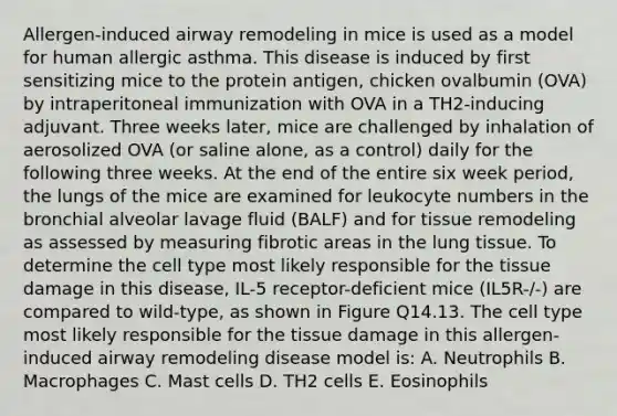 Allergen-induced airway remodeling in mice is used as a model for human allergic asthma. This disease is induced by first sensitizing mice to the protein antigen, chicken ovalbumin (OVA) by intraperitoneal immunization with OVA in a TH2-inducing adjuvant. Three weeks later, mice are challenged by inhalation of aerosolized OVA (or saline alone, as a control) daily for the following three weeks. At the end of the entire six week period, the lungs of the mice are examined for leukocyte numbers in the bronchial alveolar lavage fluid (BALF) and for tissue remodeling as assessed by measuring fibrotic areas in the lung tissue. To determine the cell type most likely responsible for the tissue damage in this disease, IL-5 receptor-deficient mice (IL5R-/-) are compared to wild-type, as shown in Figure Q14.13. The cell type most likely responsible for the tissue damage in this allergen-induced airway remodeling disease model is: A. Neutrophils B. Macrophages C. Mast cells D. TH2 cells E. Eosinophils