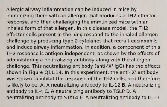 Allergic airway inflammation can be induced in mice by immunizing them with an allergen that produces a TH2 effector response, and then challenging the immunized mice with an inhaled form of that allergen. In this disease model, the TH2 effector cells present in the lung respond to the inhaled allergen challenge by producing type 2 cytokines that recruit eosinophils and induce airway inflammation. In addition, a component of this TH2 response is antigen-independent, as shown by the effects of administering a neutralizing antibody along with the allergen challenge. This neutralizing antibody (anti-'X' IgG) has the effects shown in Figure Q11.14. In this experiment, the anti-'X' antibody was shown to inhibit the response of the TH2 cells, and therefore is likely to be: A. A neutralizing antibody to IL-12 B. A neutralizing antibody to IL-4 C. A neutralizing antibody to TSLP D. A neutralizing antibody to STAT4 E. A neutralizing antibody to IL-13