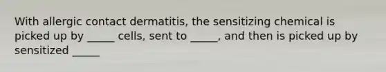 With allergic contact dermatitis, the sensitizing chemical is picked up by _____ cells, sent to _____, and then is picked up by sensitized _____