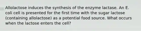 Allolactose induces the synthesis of the enzyme lactase. An E. coli cell is presented for the first time with the sugar lactose (containing allolactose) as a potential food source. What occurs when the lactose enters the cell?