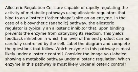 Allosteric Regulation Cells are capable of rapidly regulating the activity of metabolic pathways using allosteric regulators that bind to an allosteric ("other shape") site on an enzyme. In the case of a biosynthetic (anabolic) pathway, the allosteric regulator is typically an allosteric inhibitor that, upon binding, prevents the enzyme from catalyzing its reaction. This yields feedback inhibition in which the level of the end product can be carefully controlled by the cell. Label the diagram and complete the questions that follow. Which enzyme in this pathway is most likely under allosteric control? Consider the image you labeled showing a metabolic pathway under allosteric regulation. Which enzyme in this pathway is most likely under allosteric control?