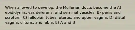 When allowed to develop, the Mullerian ducts become the A) epididymis, vas deferens, and seminal vesicles. B) penis and scrotum. C) fallopian tubes, uterus, and upper vagina. D) distal vagina, clitoris, and labia. E) A and B