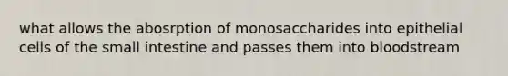 what allows the abosrption of monosaccharides into epithelial cells of the small intestine and passes them into bloodstream